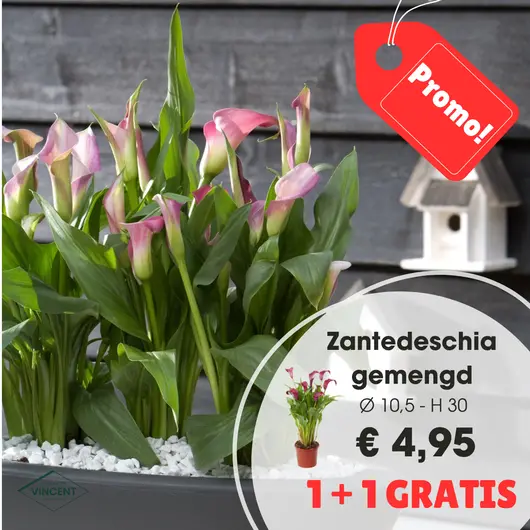 Zantedeschia p10,5