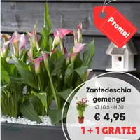 Zantedeschia p10,5