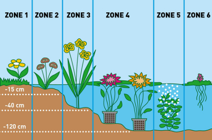 Zone 3: Waterplant | Vijver- en waterplanten | Tuincenter Vincent
